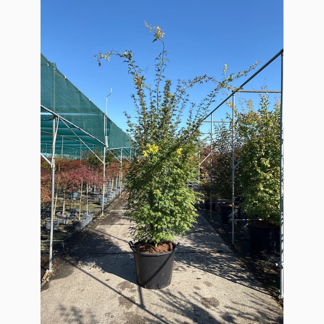 Japansk lönn – Acer pal. 'Orange Lace' - 250-275 CM in Cont.